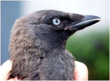 Jeune choucas des tours