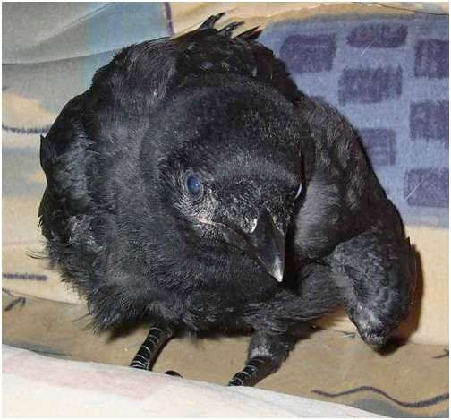 Jeune choucas des tours