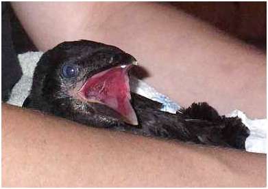 Jeune choucas des tours