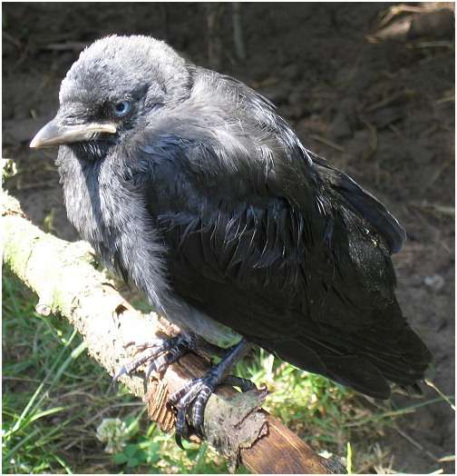 Jeune choucas des tours