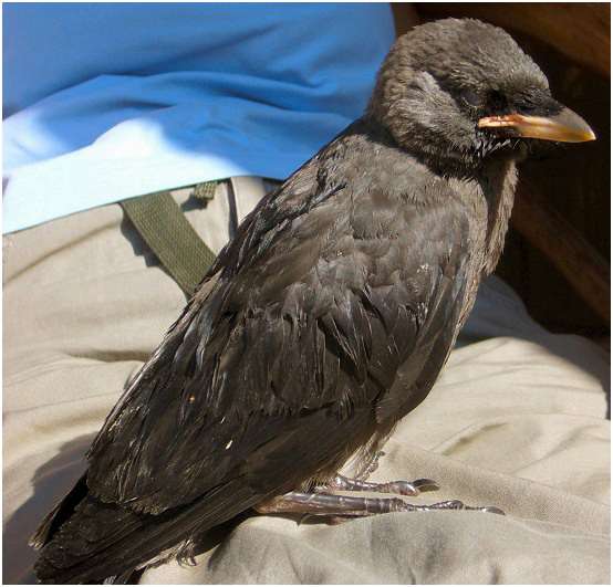 Jeune choucas des tours