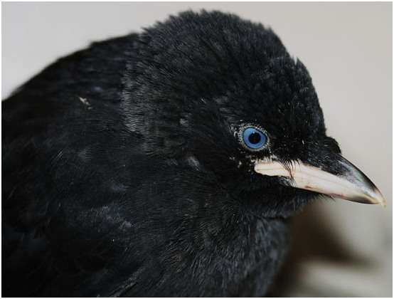 Jeune choucas des tours