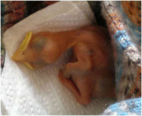 Jeune choucas des tours