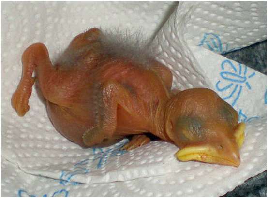 Jeune choucas des tours