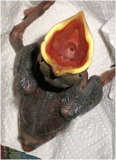 Jeune choucas des tours