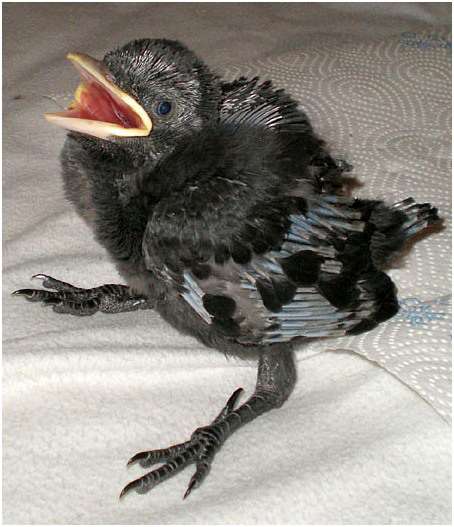 Jeune choucas des tours