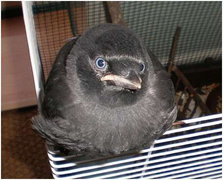 Jeune choucas des tours