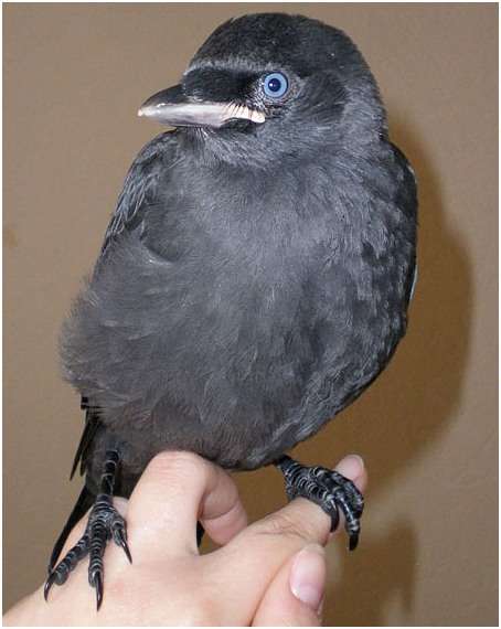 Jeune choucas des tours