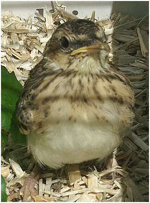 Jeune alouette des champs