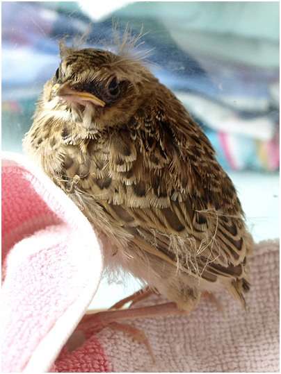 Jeune alouette des champs