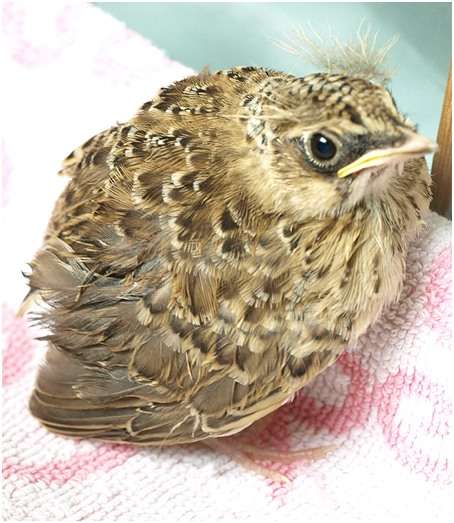 Jeune alouette des champs