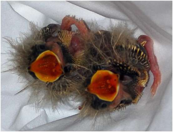 Gosier des jeunes alouettes des champs