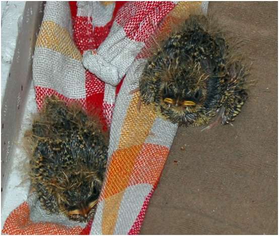 Jeunes alouettes des champs