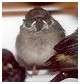 Moineau friquet