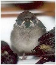 Jeune moineau friquet