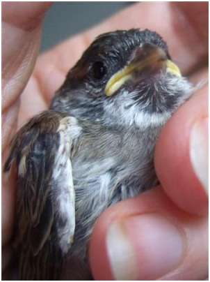 Jeune moineau friquet