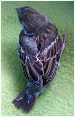 Jeune moineau friquet