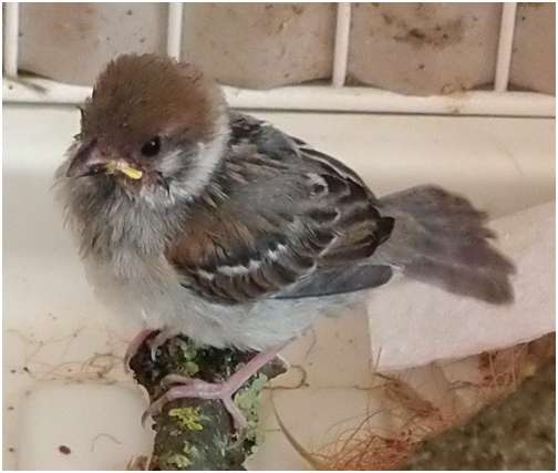 Jeune moineau friquet