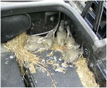 Jeunes bergeronnettes des ruisseaux