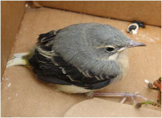Jeune bergeronnette des ruisseaux