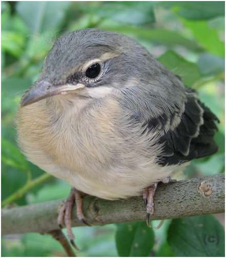 Jeune bergeronnette des ruisseaux
