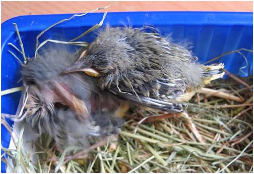 Jeunes bergeronnettes des ruisseaux