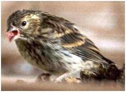Jeune serin cini