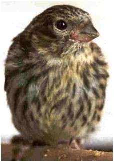 Jeune serin cini