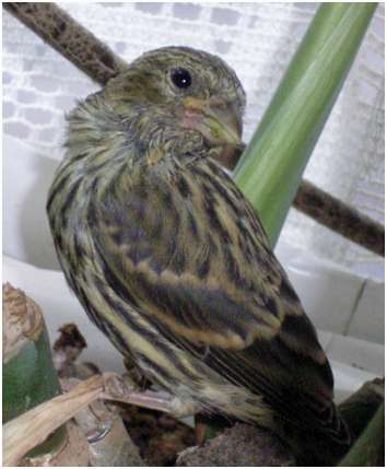 Jeune serin cini