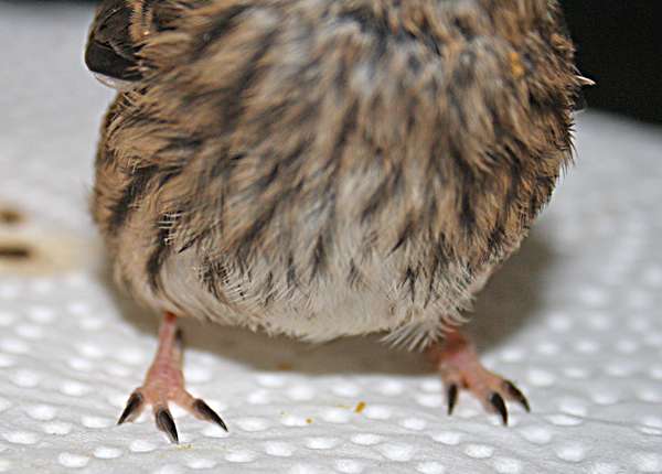 Le Serin cini a des griffes noires, une particularité qui permet de l'identifier