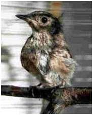 Jeune gobemouche