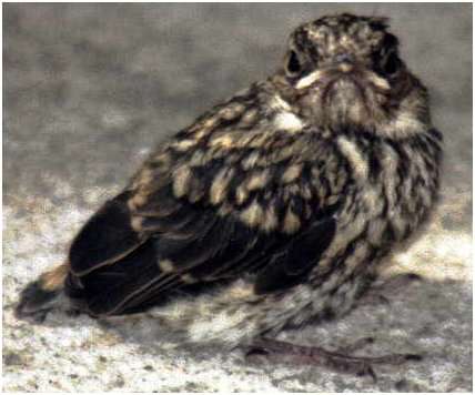 Jeune gobemouche