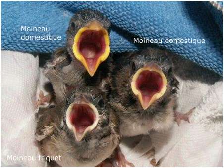Comparaison entre le moineau domestique et le moineau friquet