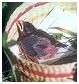 Moineau domestique