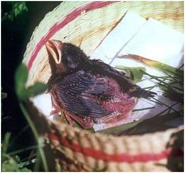 Jeune moineau domestique