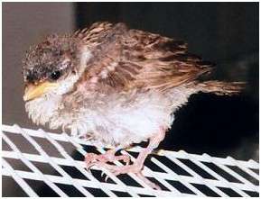 Jeune moineau domestique