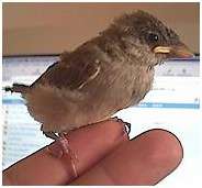 Jeune moineau domestique