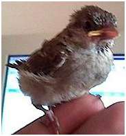 Jeune moineau domestique