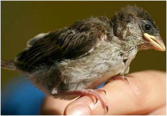 Jeune moineau domestique