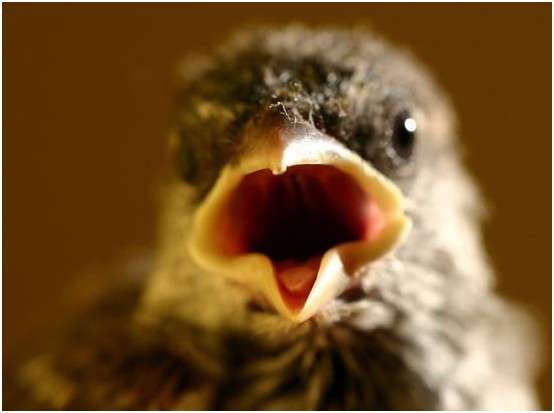 Jeune moineau domestique