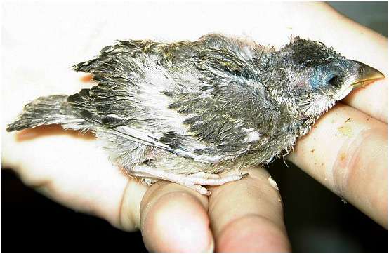 Jeune moineau domestique