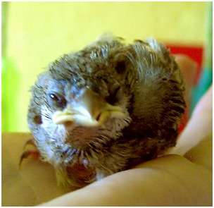 Ce jeune moineau domestique souffrait d'une malformation du bec
