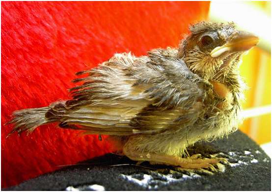 Jeune moineau domestique