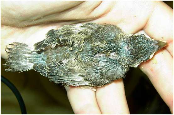 Jeune moineau domestique