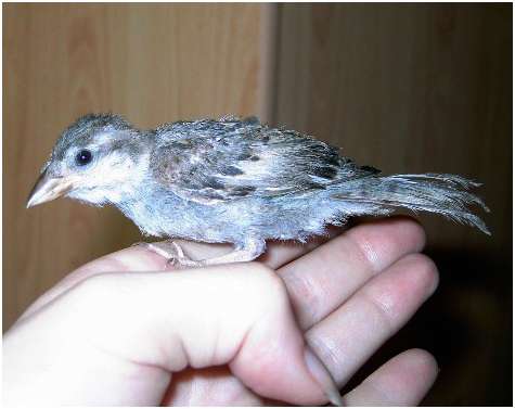 Jeune moineau domestique