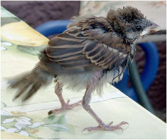 Jeune moineau domestique