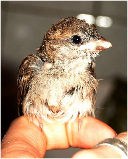 Jeune moineau domestique
