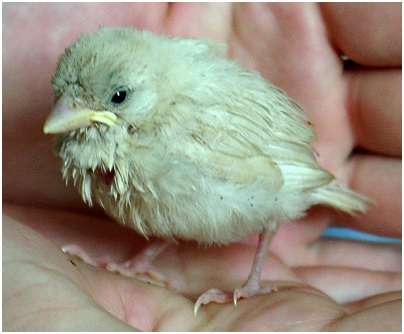 Jeune moineau domestique au plumage particulièrement clair