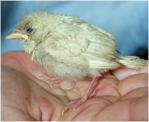 Jeune moineau domestique au plumage particulièrement clair