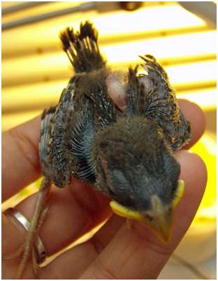 Jeune moineau domestique